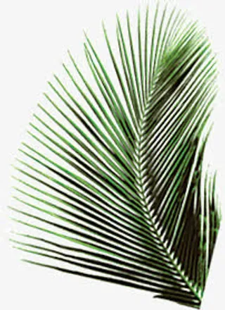 绿色长针叶大树叶免抠