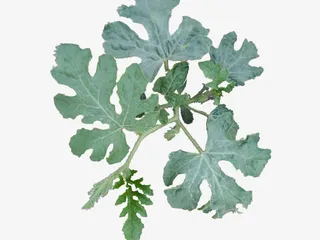 夏天黑美人西瓜瓜苗免抠