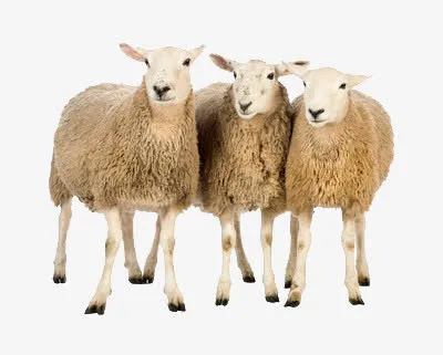 三只羊免抠