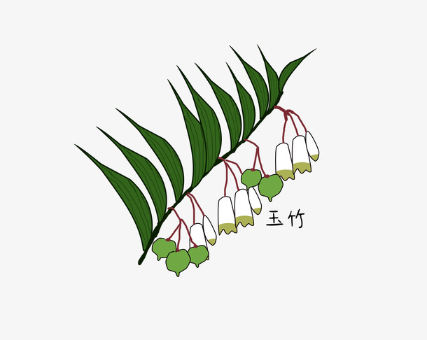 手绘 玉竹 植物免抠