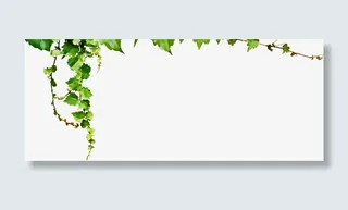 绿色清新春天漂浮植物藤蔓免抠