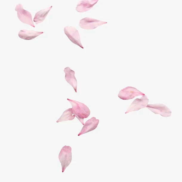 唯美樱花花瓣设计元素免抠