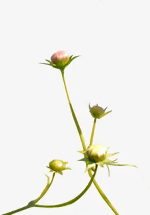 唯美春天小花美景免抠