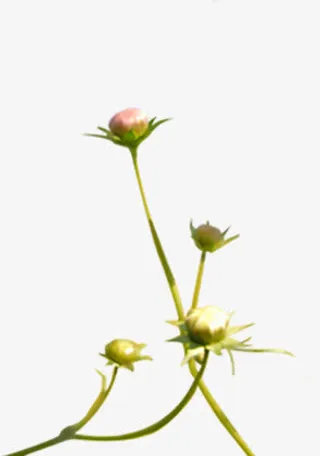 唯美春天小花美景免抠