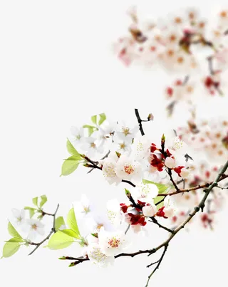 模糊美景桃花盛开免抠