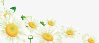 菊花矢量图免抠