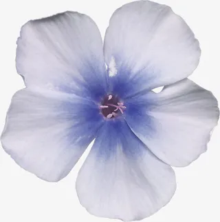 抽象鲜花图片素材鲜花矢量素材免抠