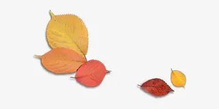 秋天落叶文艺装饰元素免抠