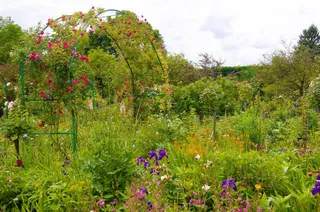 鲜花绿茶植物花园摄影图免抠
