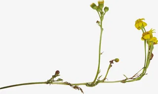 手绘树叶树叶花边素材免抠