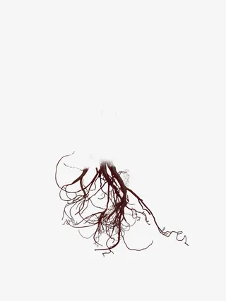 树木的树根免抠