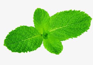 薄荷叶子免抠