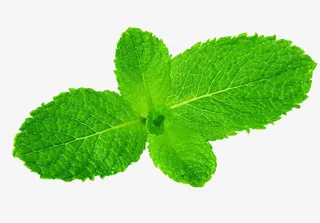 薄荷叶子免抠