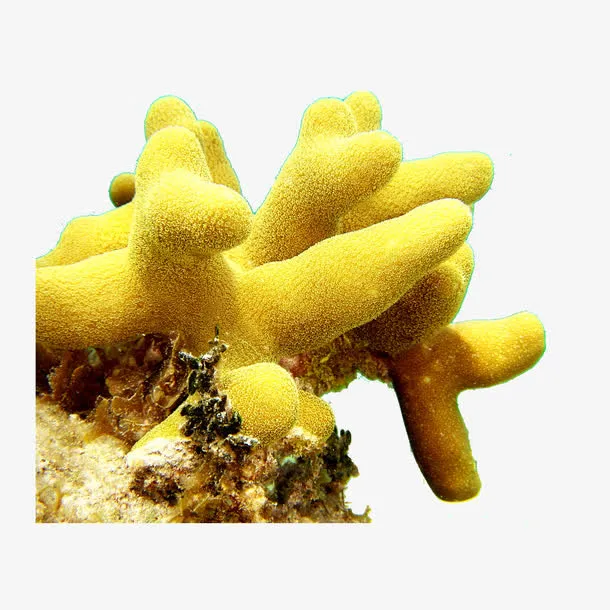 海底生物免抠