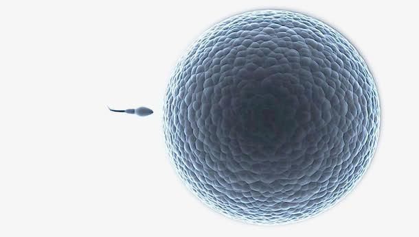 生物卵细胞免抠