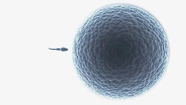 生物卵细胞免抠