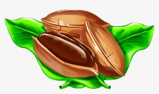 卡通板绘插画碧根果免抠