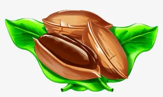 卡通板绘插画碧根果免抠