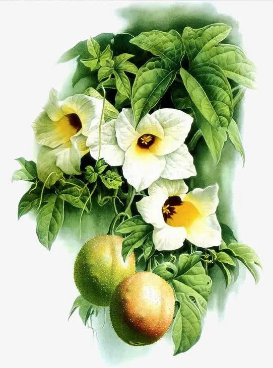 手绘植物免抠
