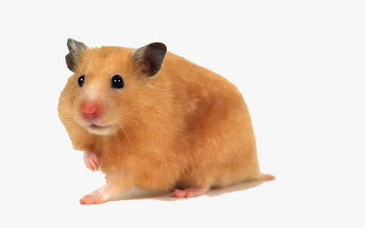 仓鼠金丝熊素材免抠 仓鼠金丝熊素材免抠