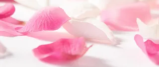 浪漫花瓣背景高清