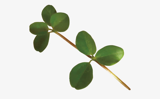 野草叶子免抠