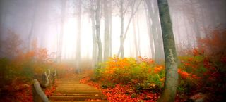 秋冬树林落叶背景高清