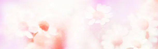 花瓣与枫叶免抠
