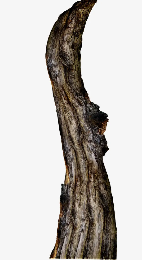 枯树干树皮免抠素材免抠