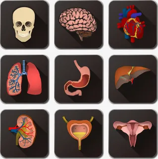 矢量人体器官免抠 矢量人体器官免抠