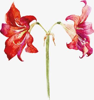 红色手绘花朵免抠