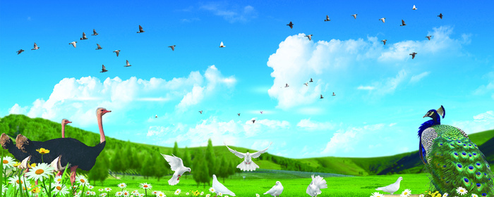 爱鸟周舞台背景高清