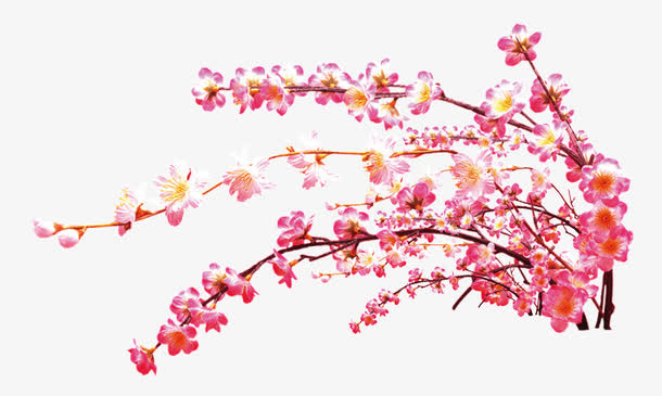 盛开的桃花免抠