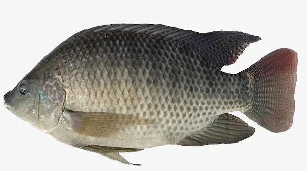 鲳鱼免抠