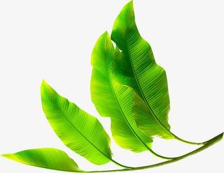 夏季沙滩椰树枝叶素材免抠