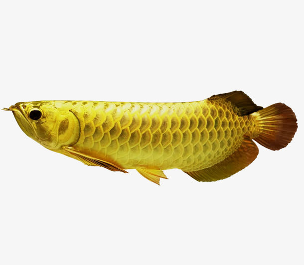 野生金龙鱼免抠