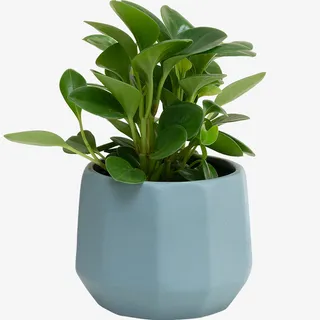 桌面盆栽电脑宝贝免抠 桌面盆栽电脑宝贝免抠