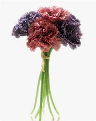 一束康乃馨图片素材免抠