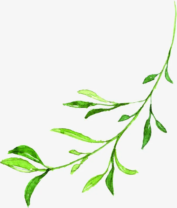 绿色手绘文艺小草树枝免抠