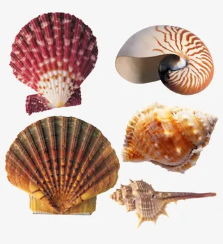 贝壳样式素材免抠