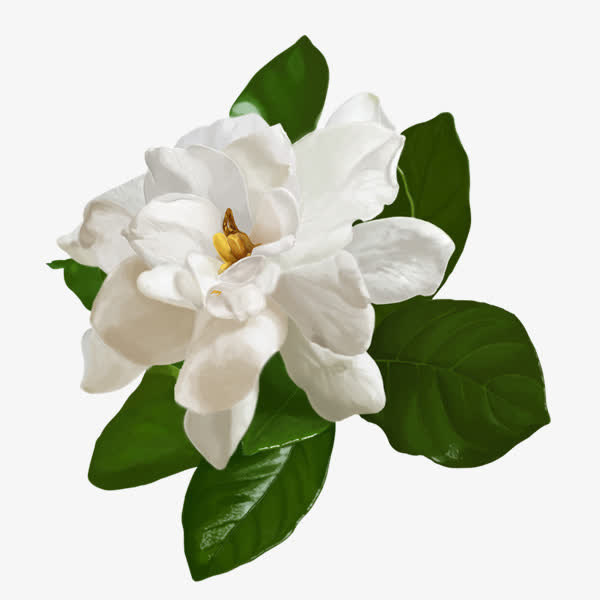 白色茉莉花免抠