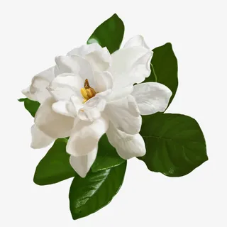白色茉莉花免抠 白色茉莉花免抠