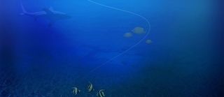 蓝色渐变海底海鲜类背景高清