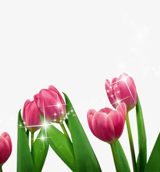 可爱郁金香免抠