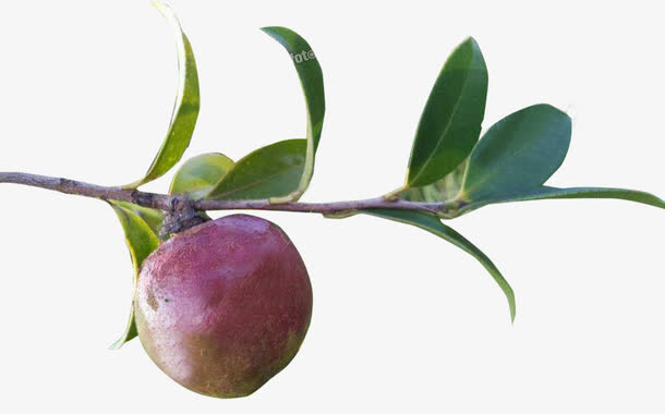 山茶树结果免抠