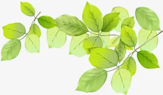 春天清新手绘树枝树叶免抠