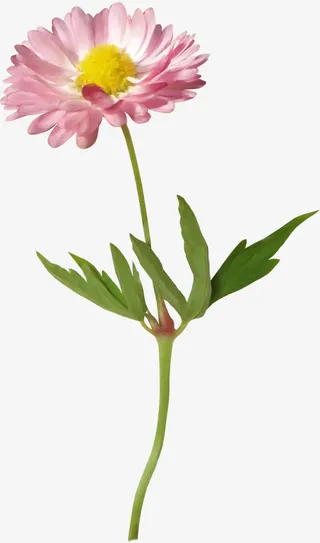 红色花朵花瓣黄色花蕊免抠