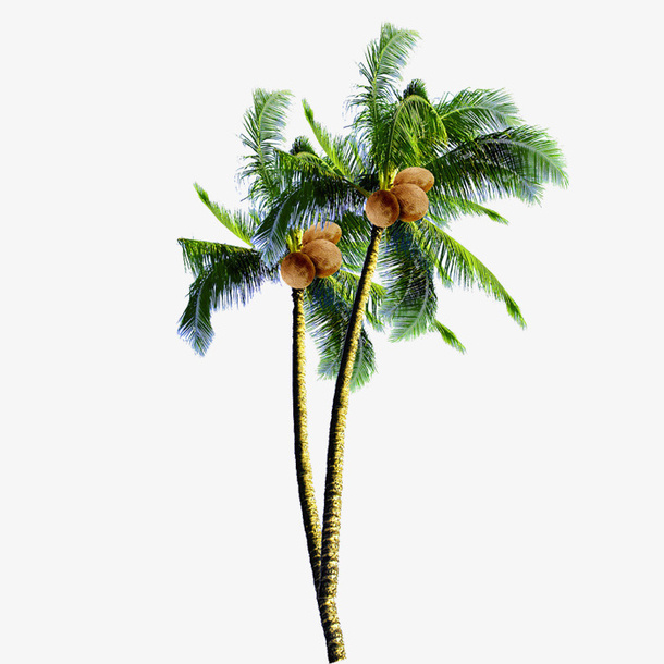 椰树免抠