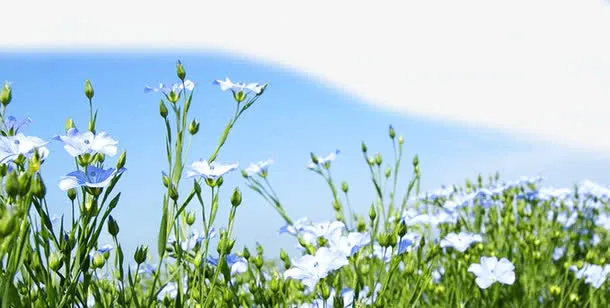 亚麻籽花免抠