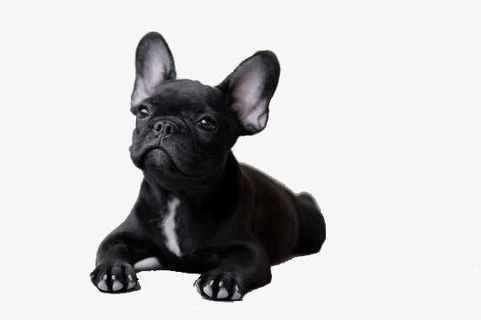 黑色斗牛犬免抠